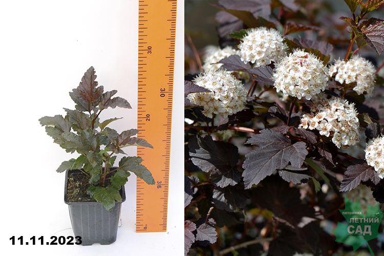 Пузыреплодник калинолистный Диаболо (Physocarpus opulifolius Diabolo ...