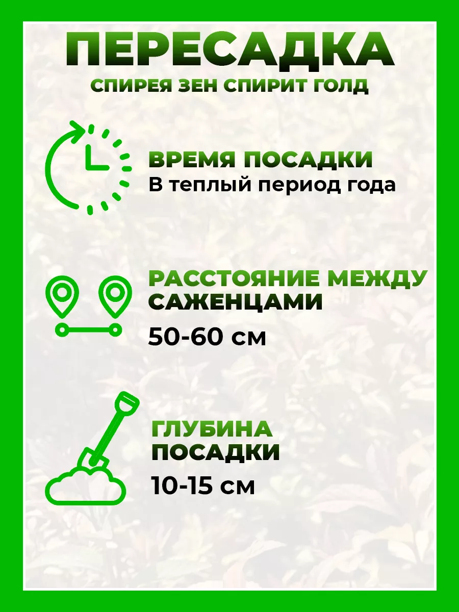 Спирея японская Зен Спирит Голд