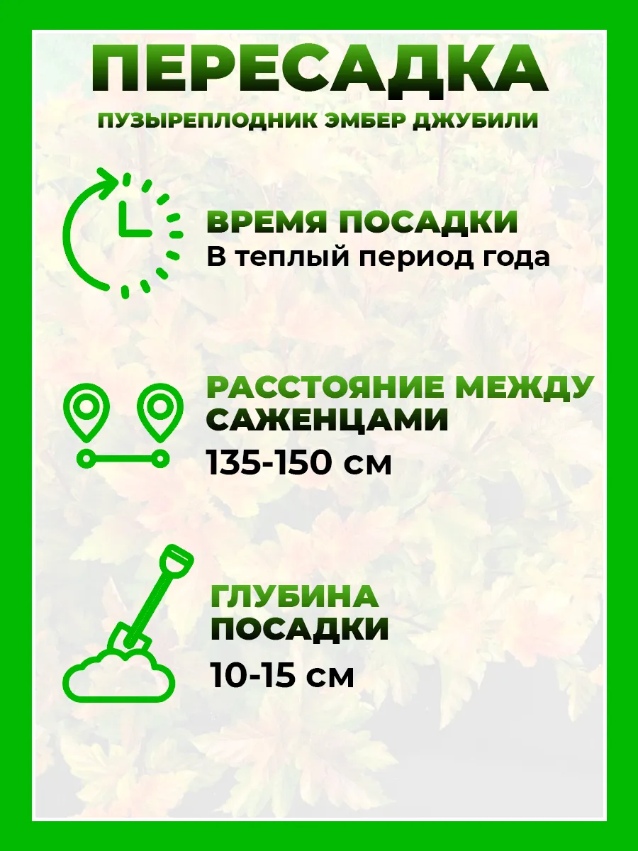 Пузыреплодник калинолистный Эмбер Джубили