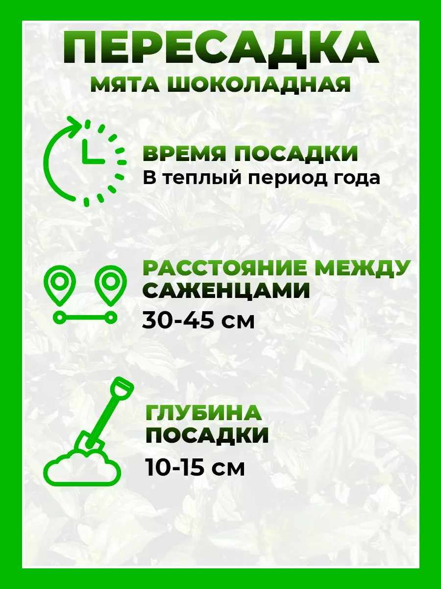 Мята Шоколадная