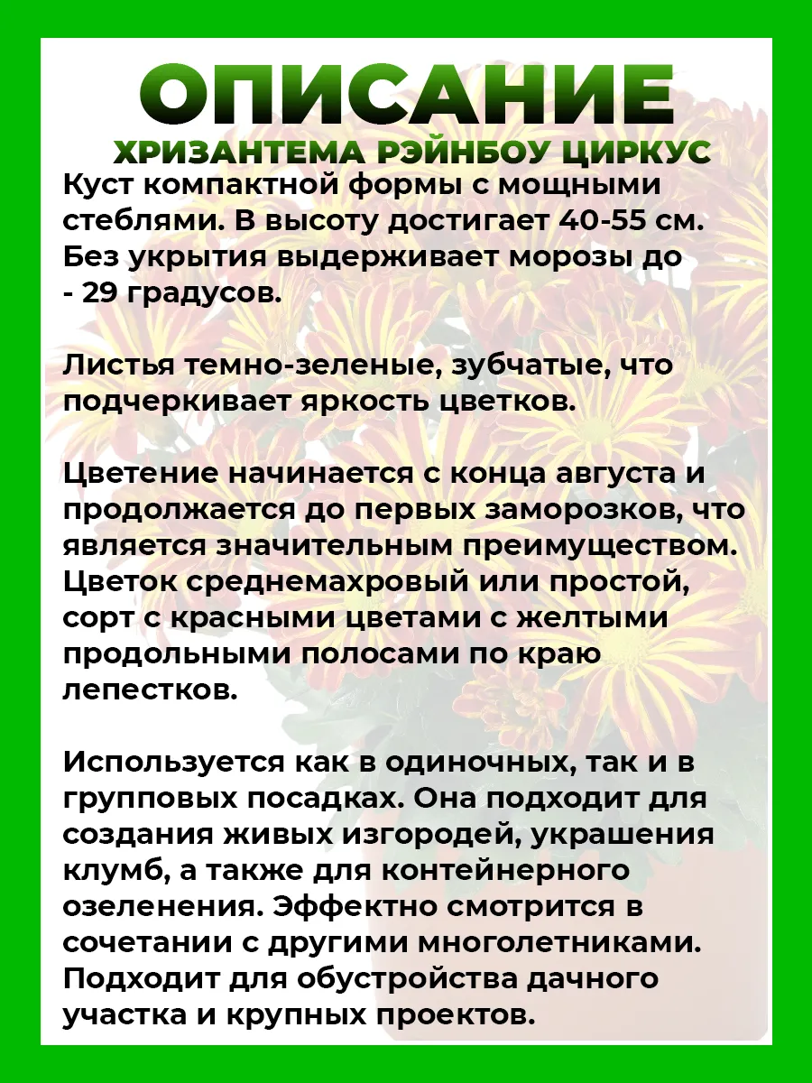 Хризантема крупноцветковая Рейнбоу Циркус