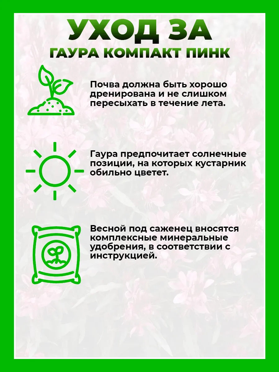 Гаура Линдхеймера Гамбит Компакт Пинк