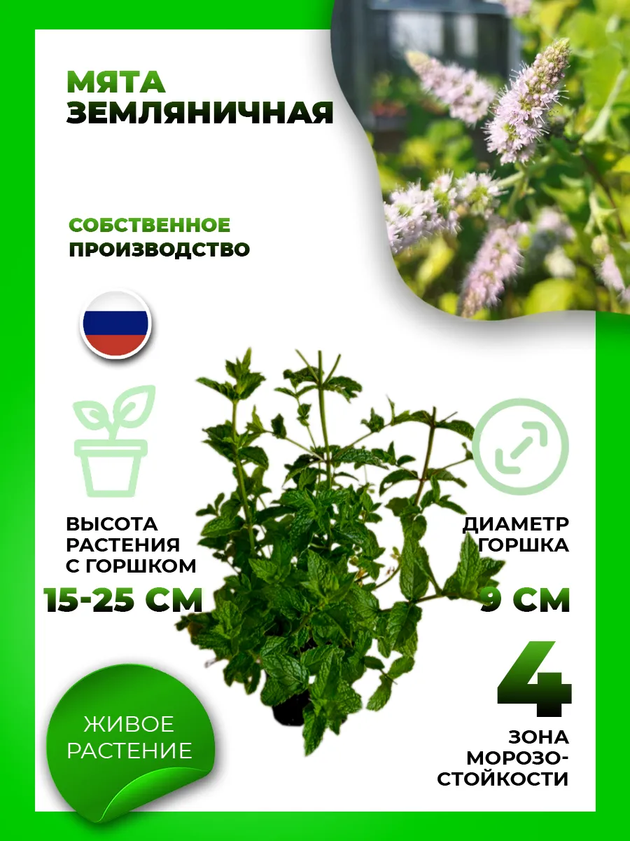 Мята Земляничная