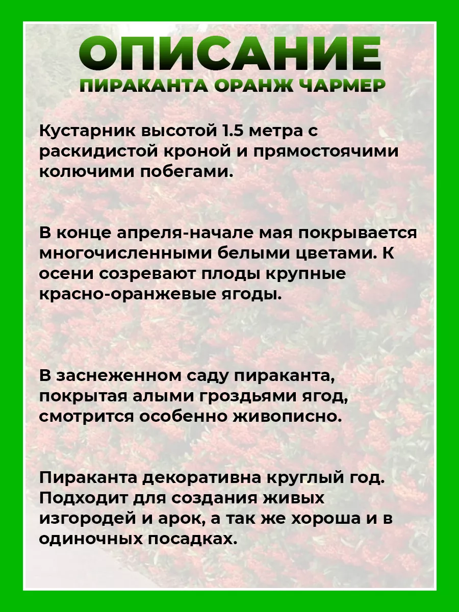 Пираканта гибридная Оранж Чармер