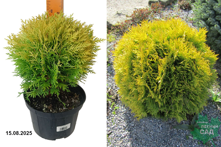 (Thuja occidentalis Amber Glow) 2