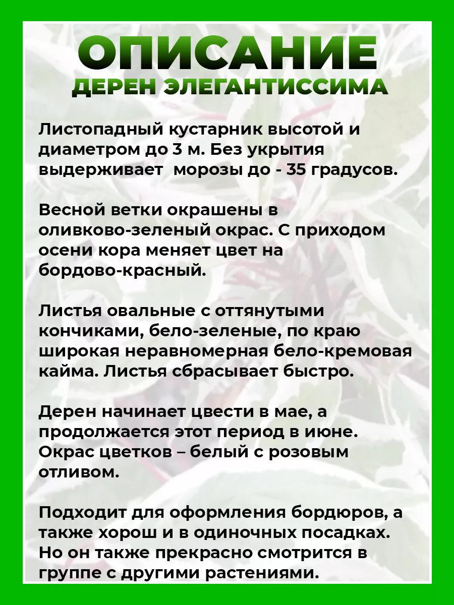 Дерен белый Элегантиссима