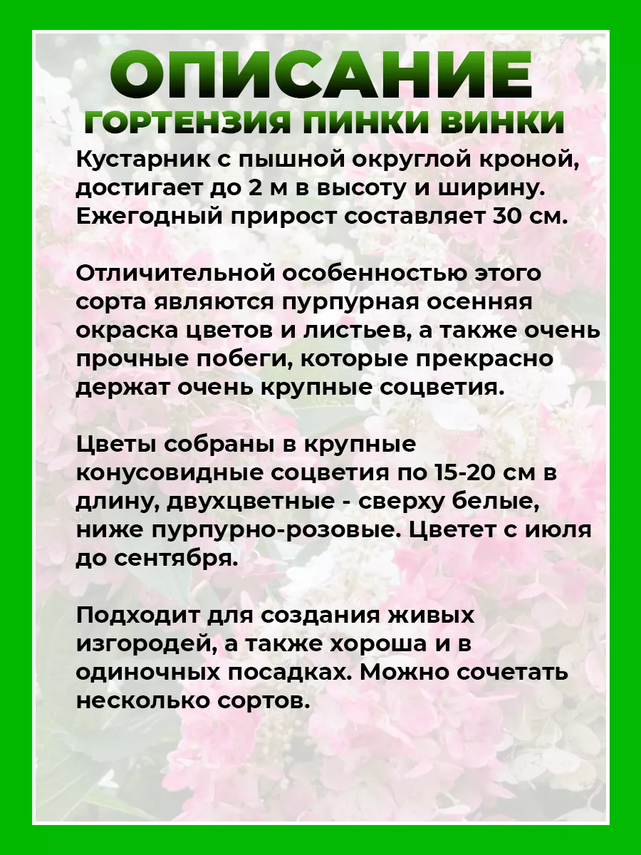 Гортензия метельчатая Пинки Винки