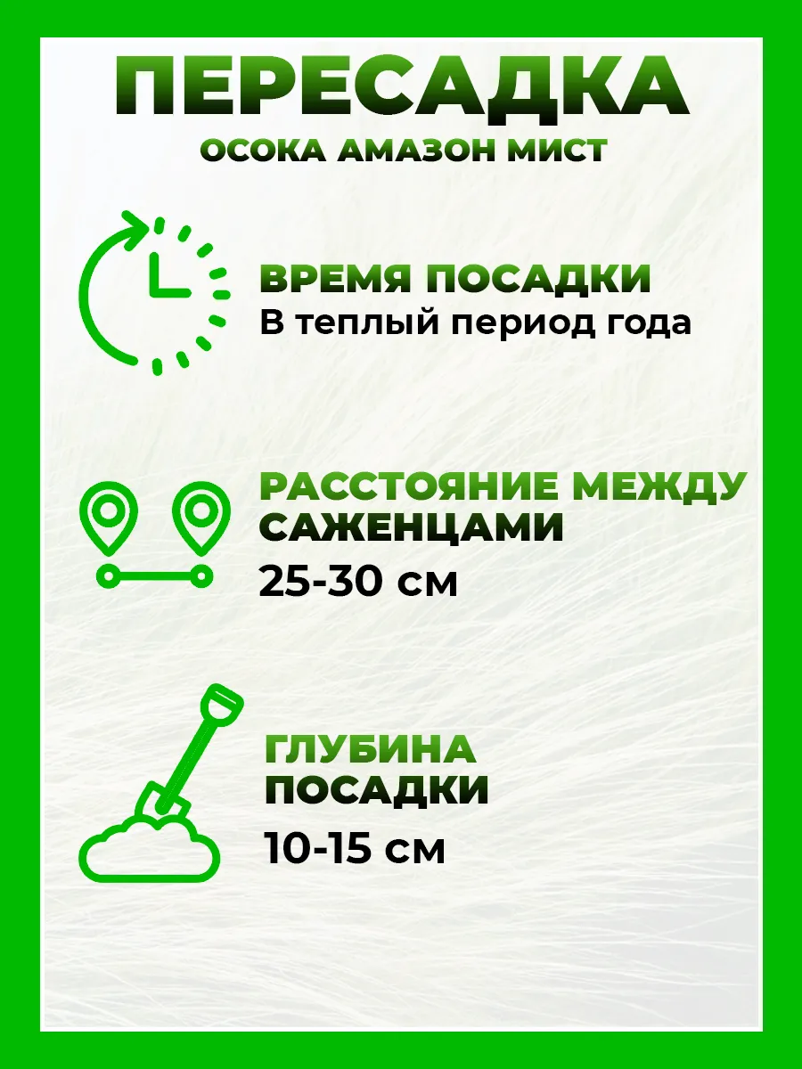 Осока власовидная Амазон Мист