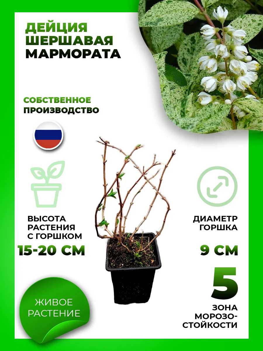 Дейция шершавая Мармората