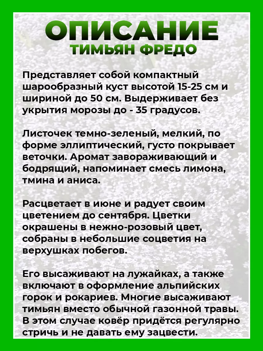 Тимьян обыкновенный Фрэдо