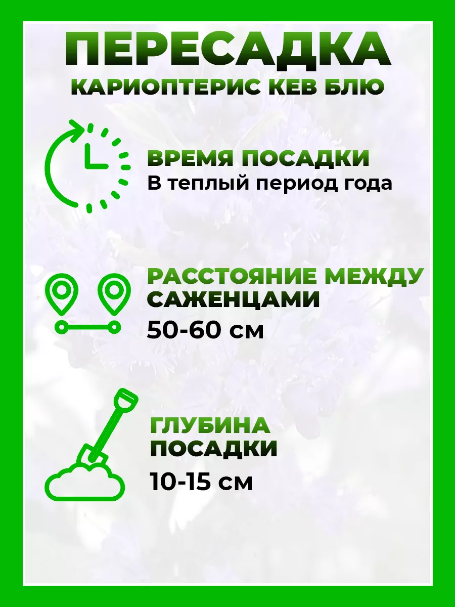 Кариоптерис кландоненский Кью Блю