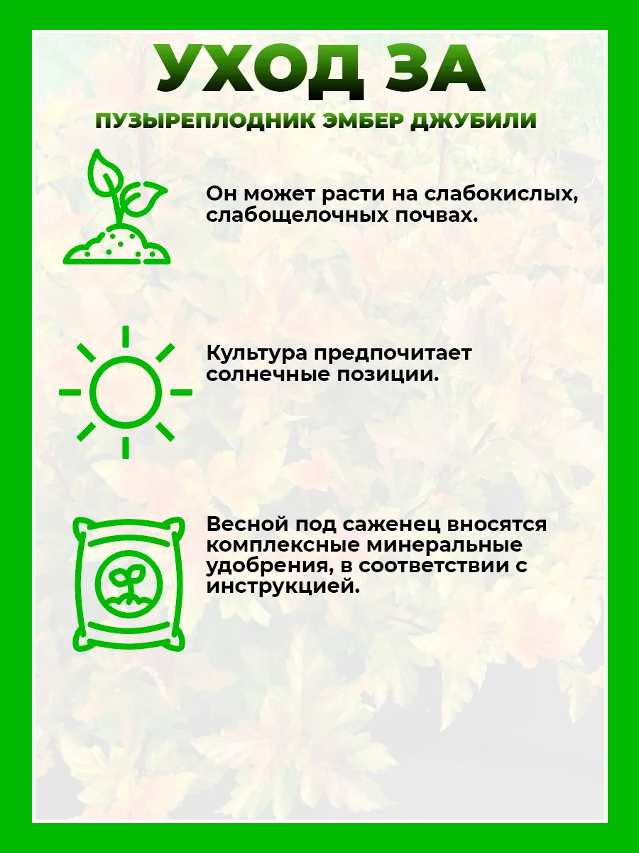 Пузыреплодник калинолистный Эмбер Джубили