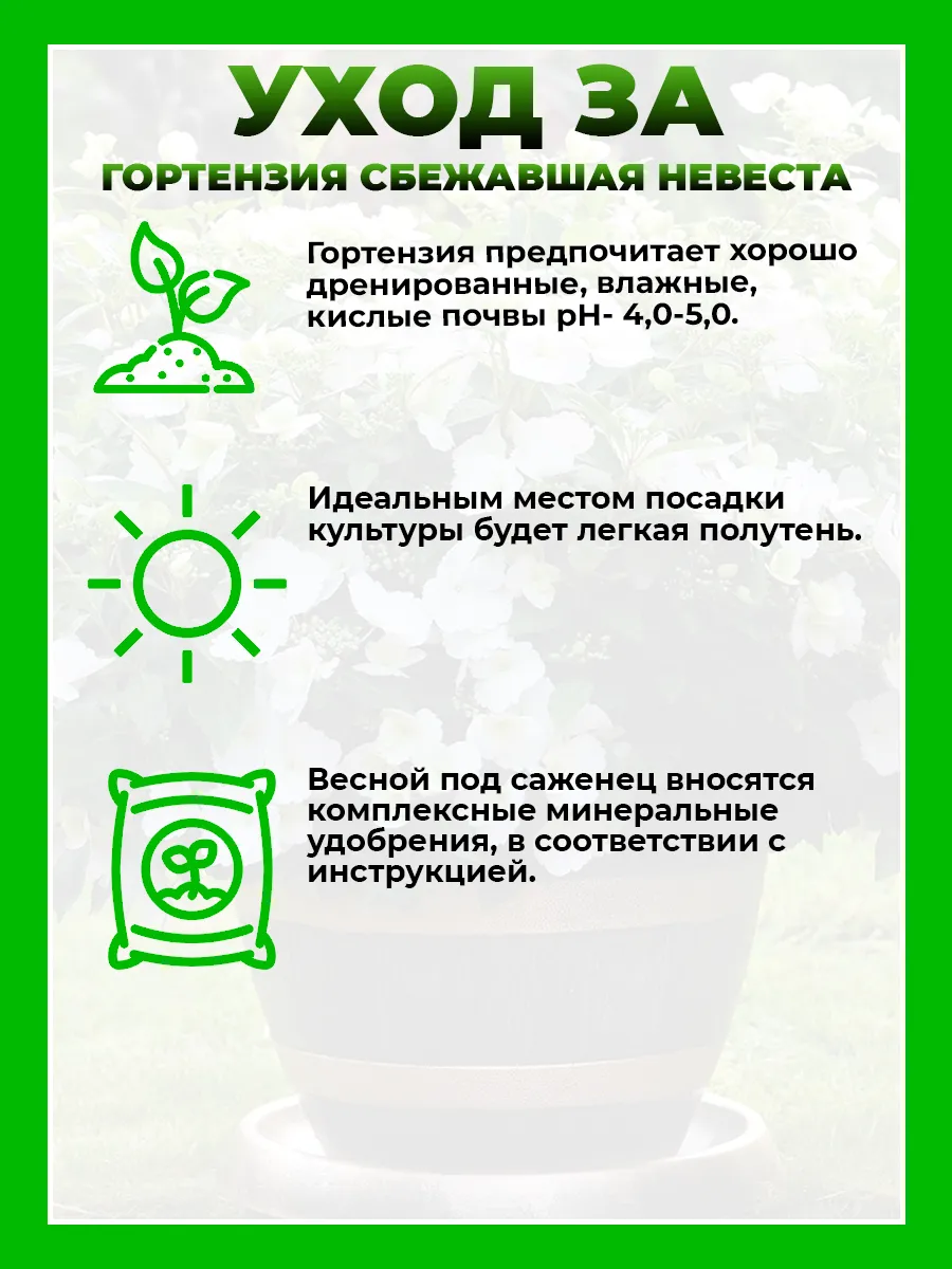 Гортензия крупнолистная Сбежавшая Невеста
