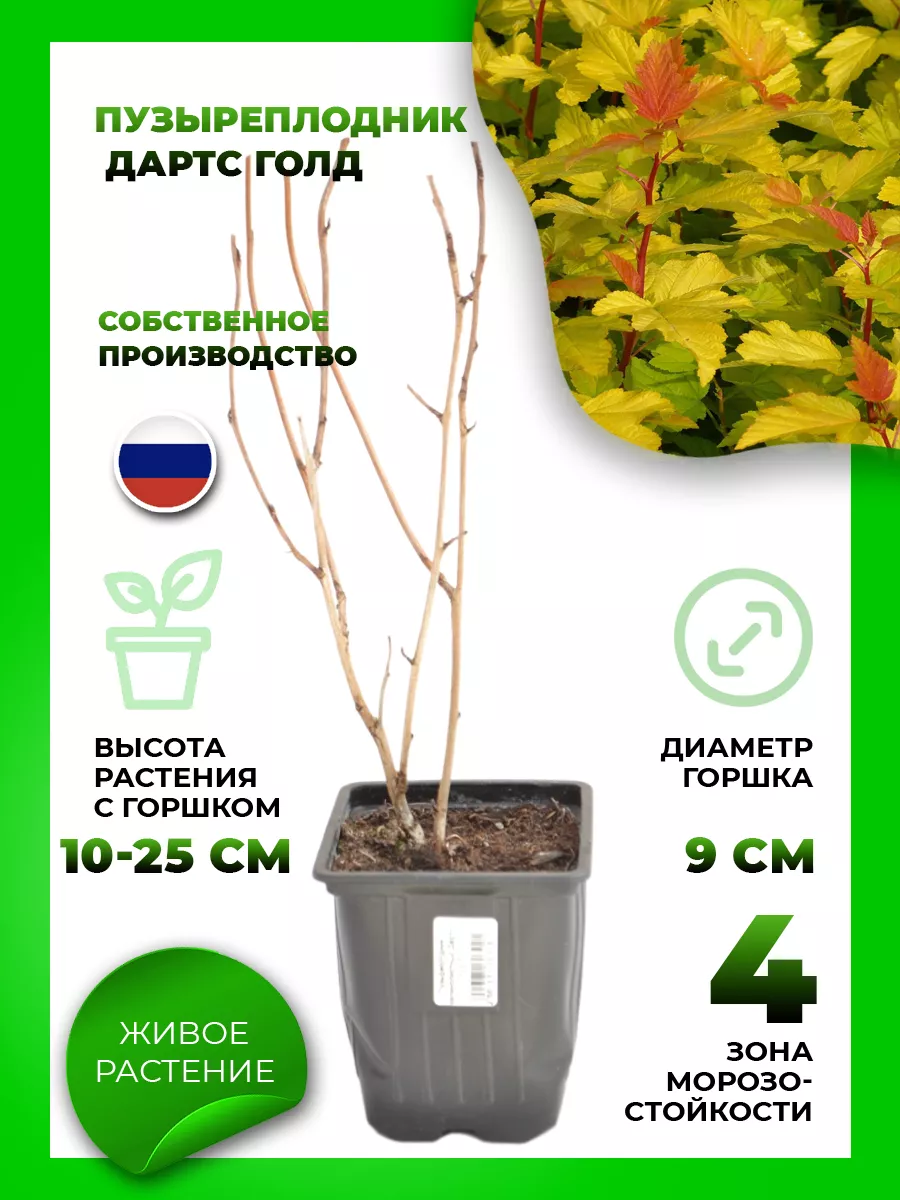 Пузыреплодник калинолистный Дартс Голд