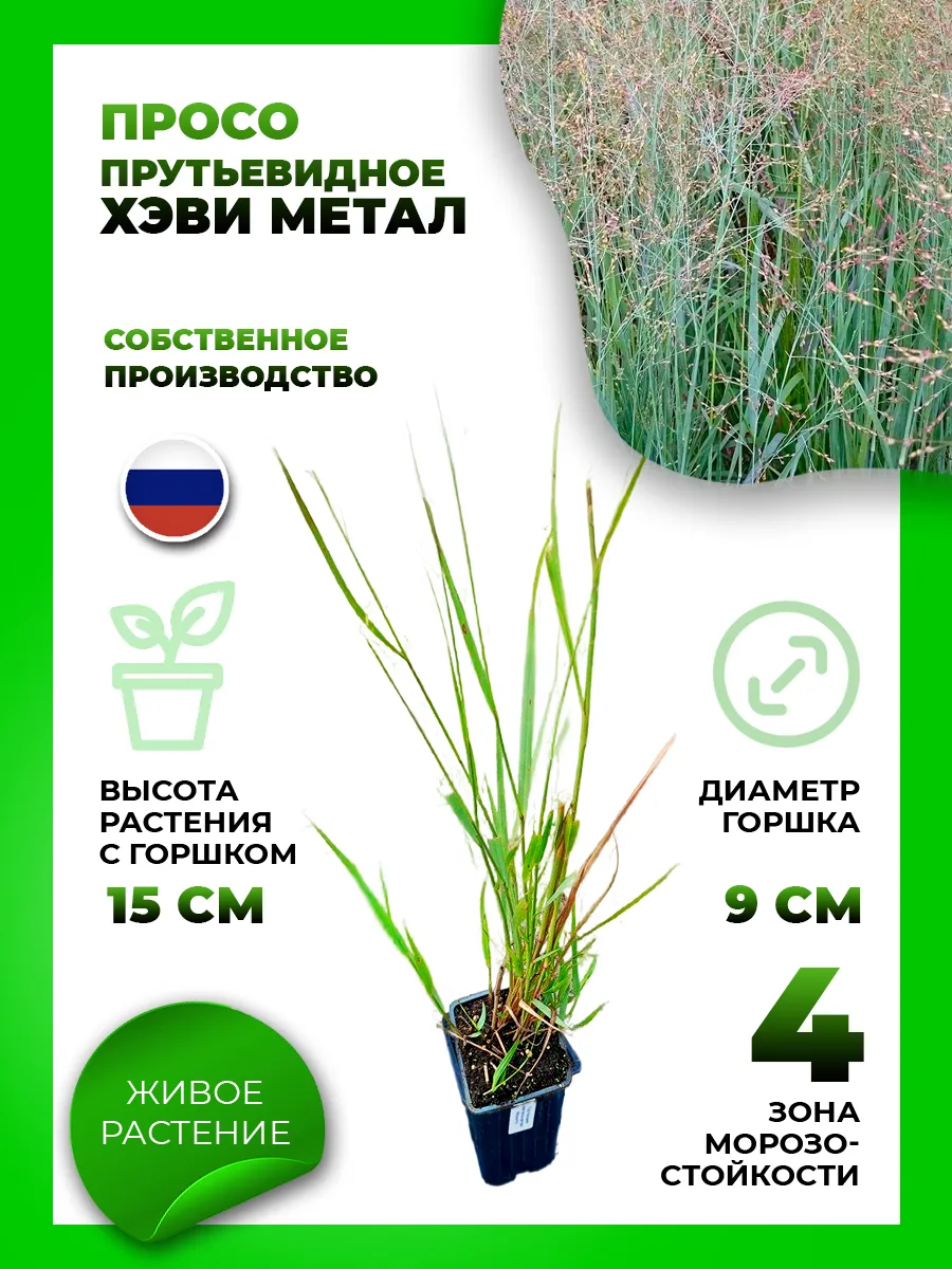 Просо прутьевидное Хэви Металл