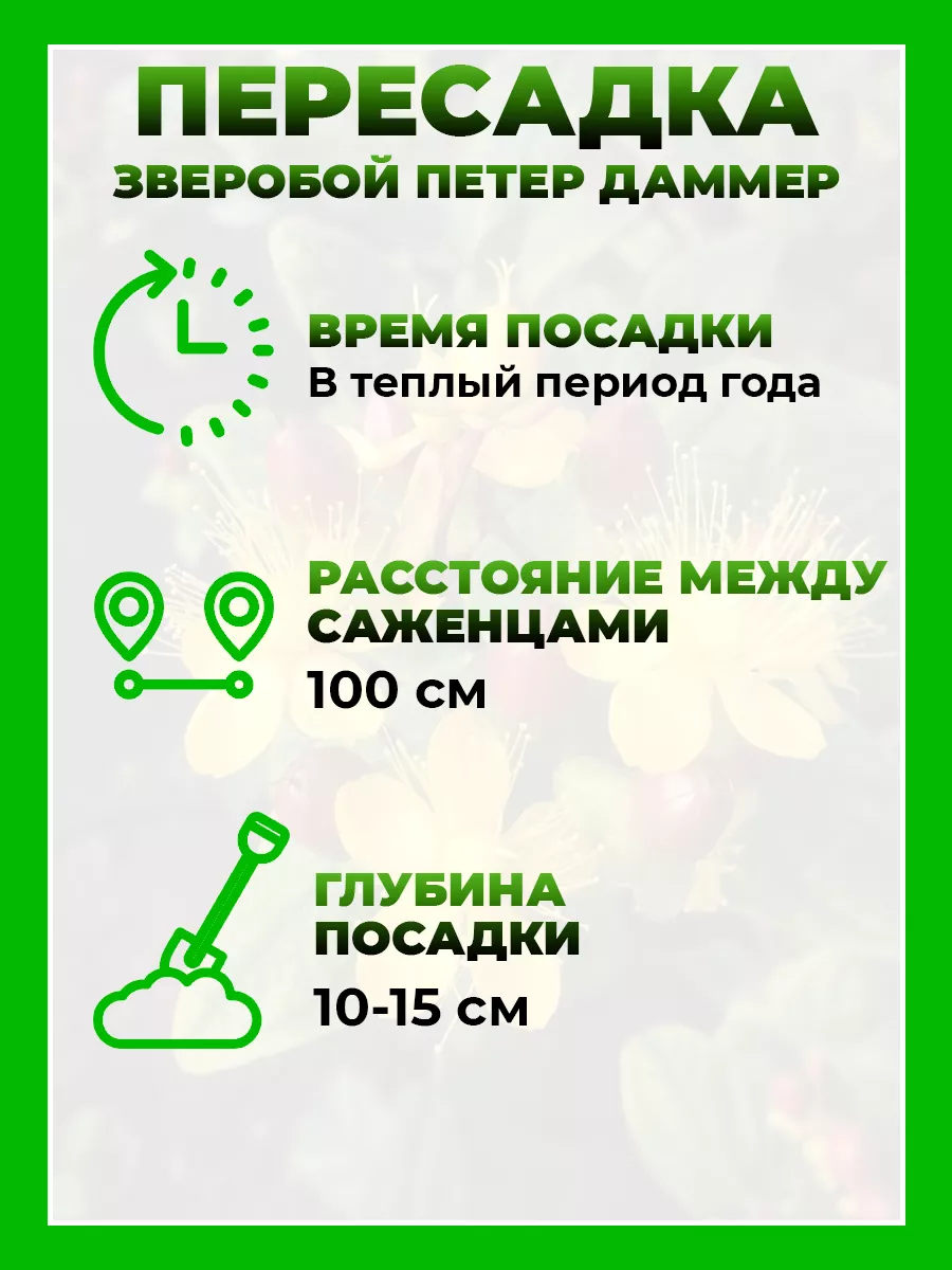 Зверобой Даммера Петер Даммер