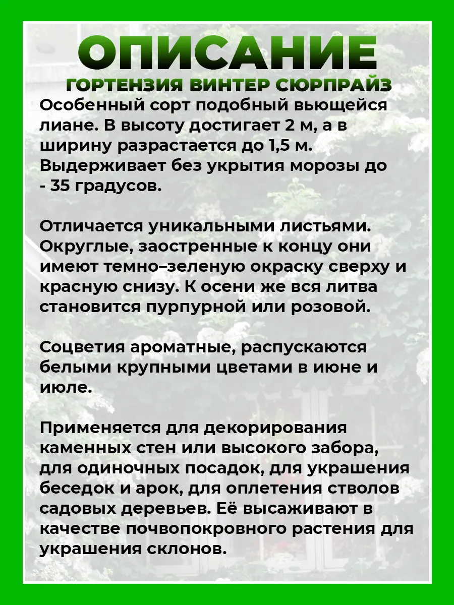 Гортензия плетистая Винтер Сюрпрайз