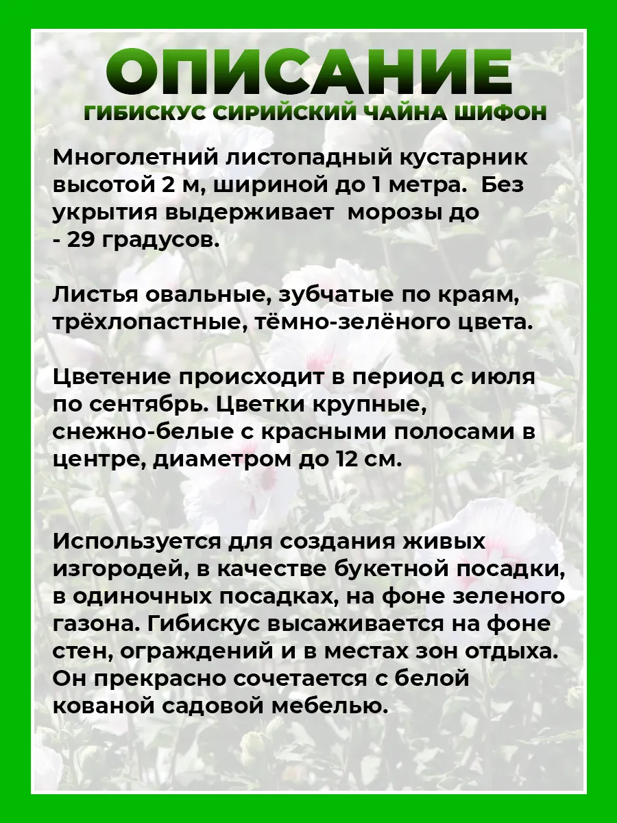 Гибискус сирийский Чайна Шифон