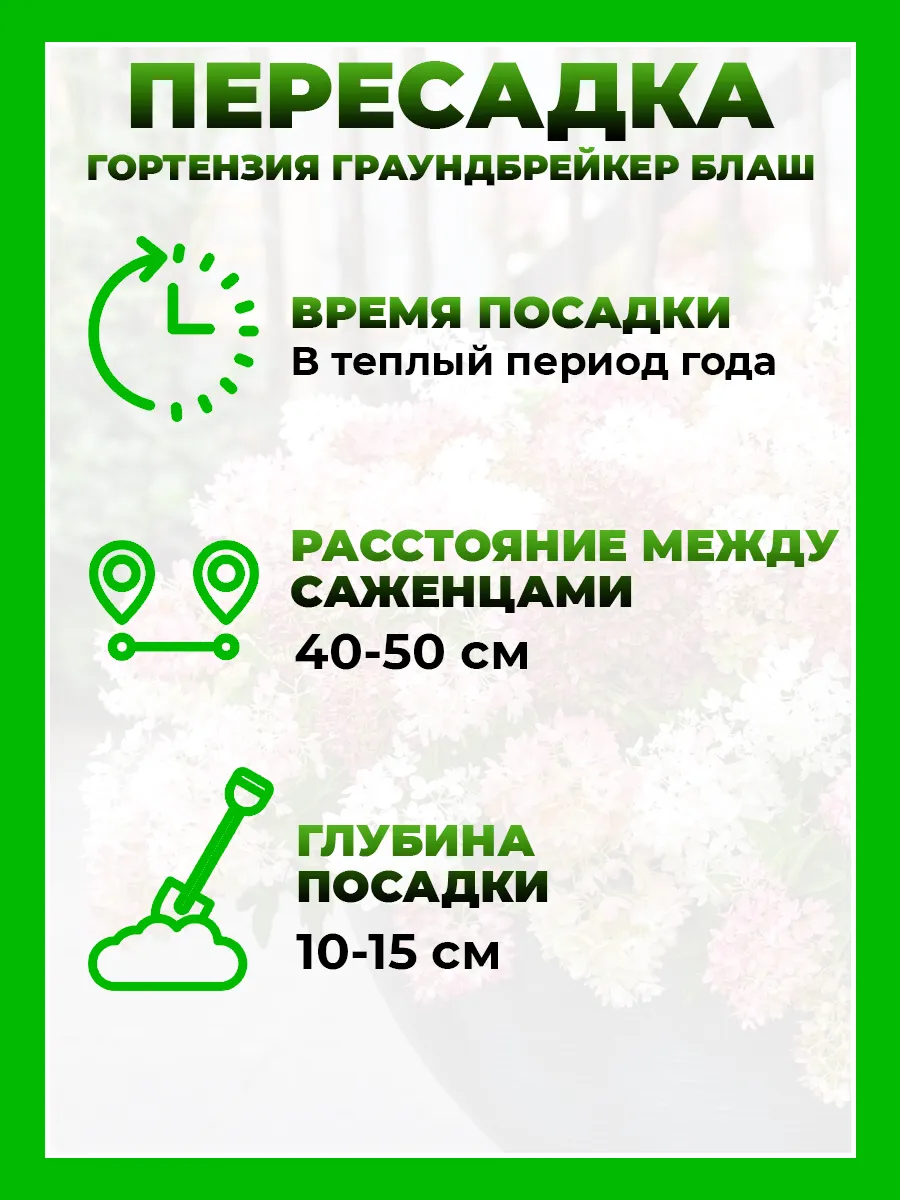 Гортензия метельчатая Граундбрейкер Блаш