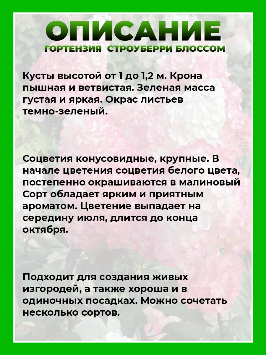 Гортензия метельчатая Строуберри Блоссом