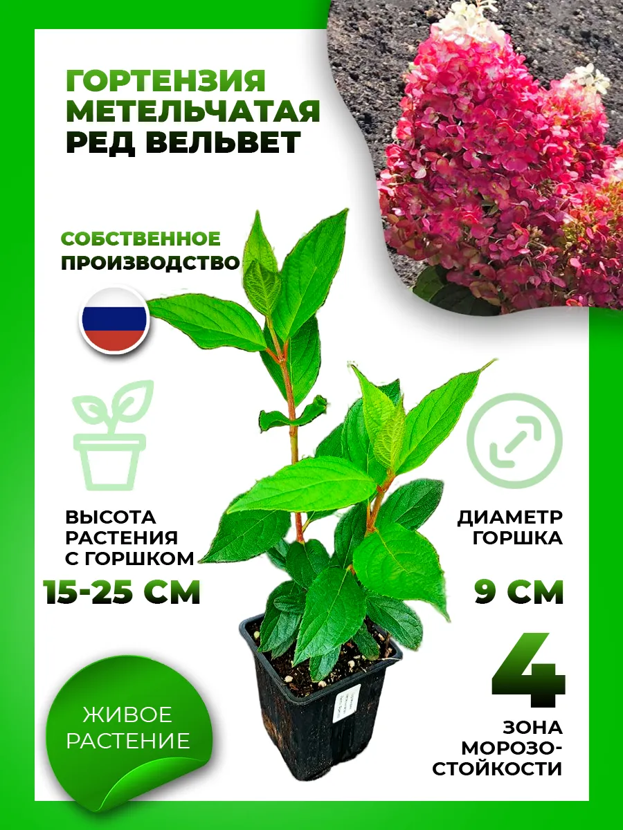 Гортензия метельчатая Ред Вельвет