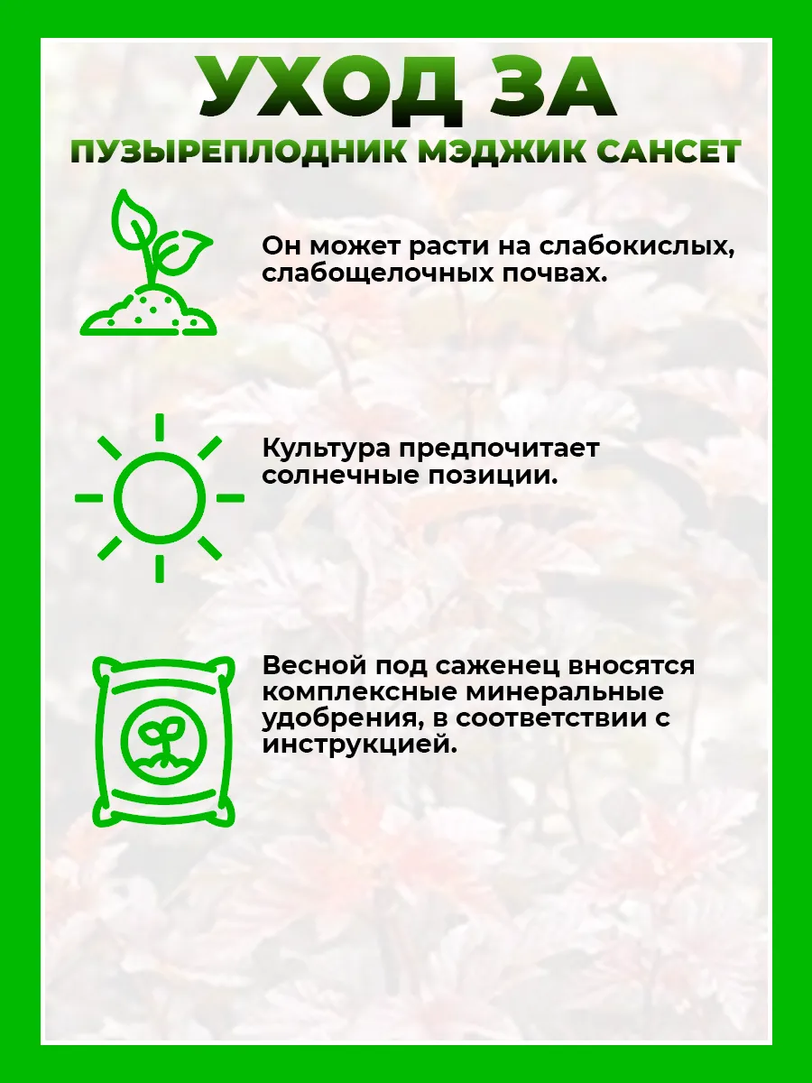Пузыреплодник калинолистный Мэджик Сансет