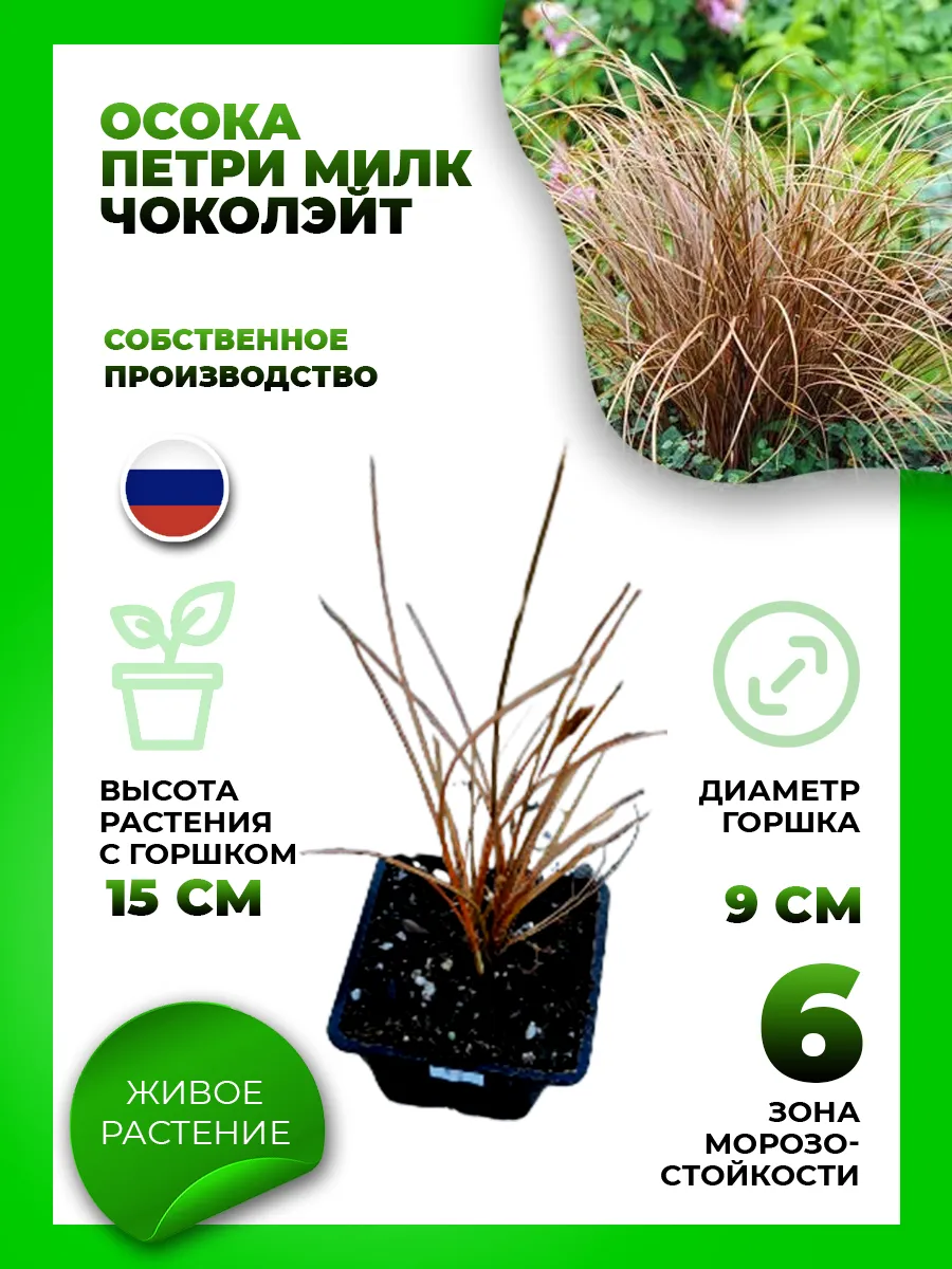 Осока петри Милк Чоколэйт