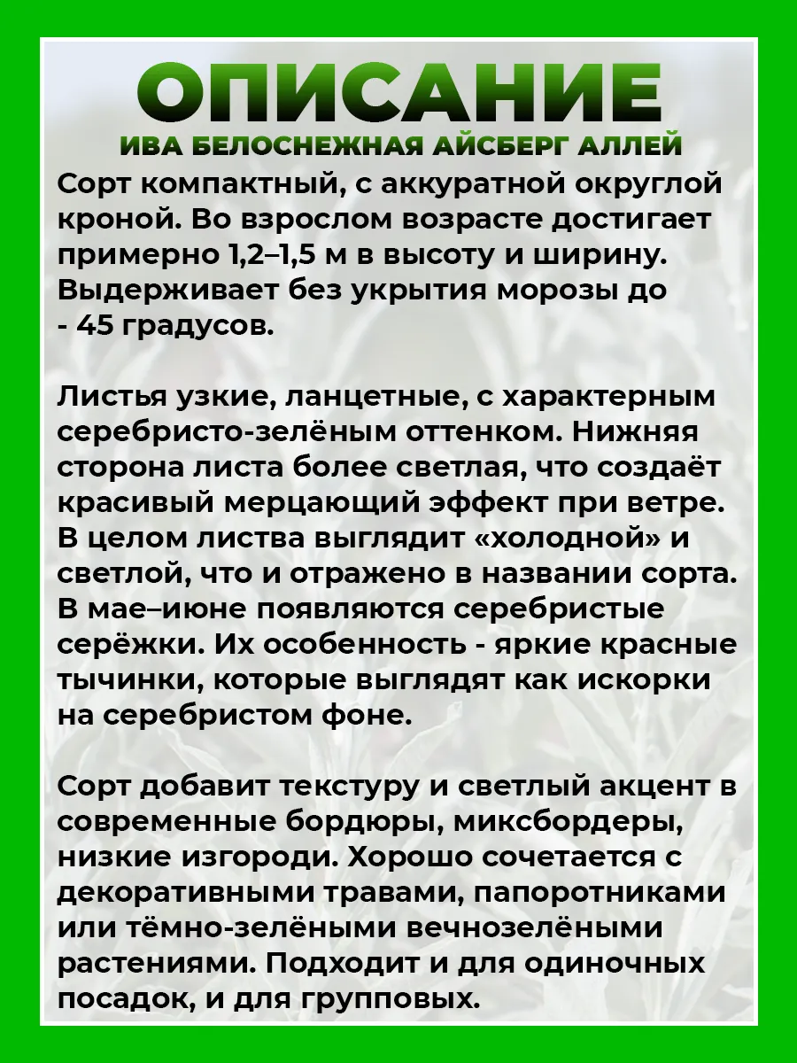 Ива белоснежная Айсберг Аллей