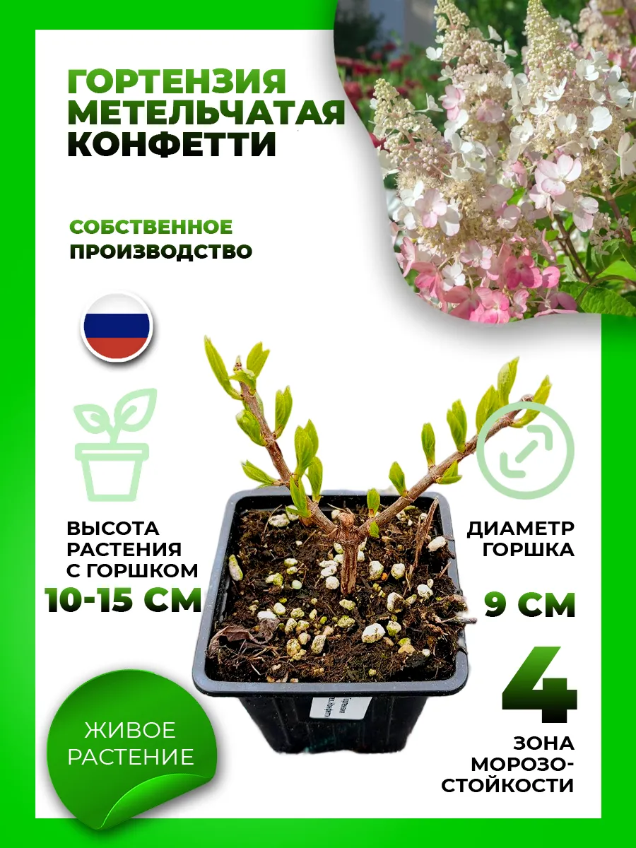 Гортензия метельчатая Конфетти