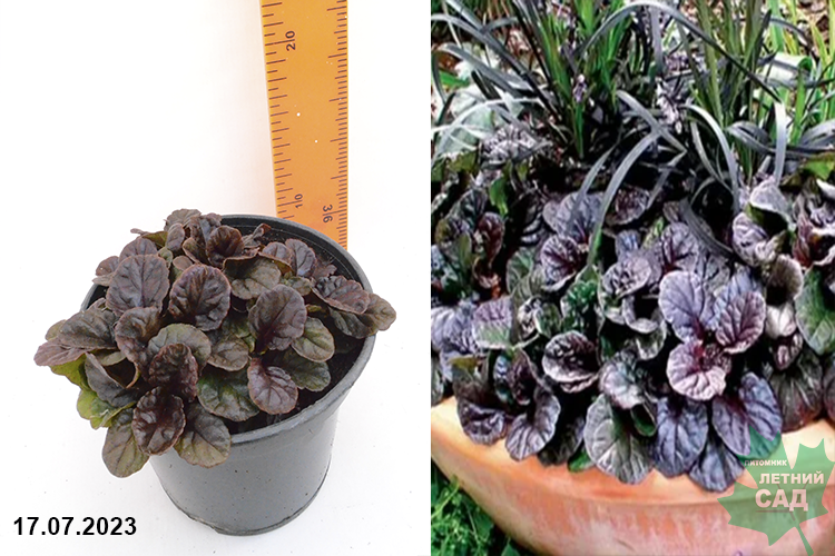 Живучка ползучая Блэк Скэллоп (Ajuga black scallop) С1,5. — Питомник ...
