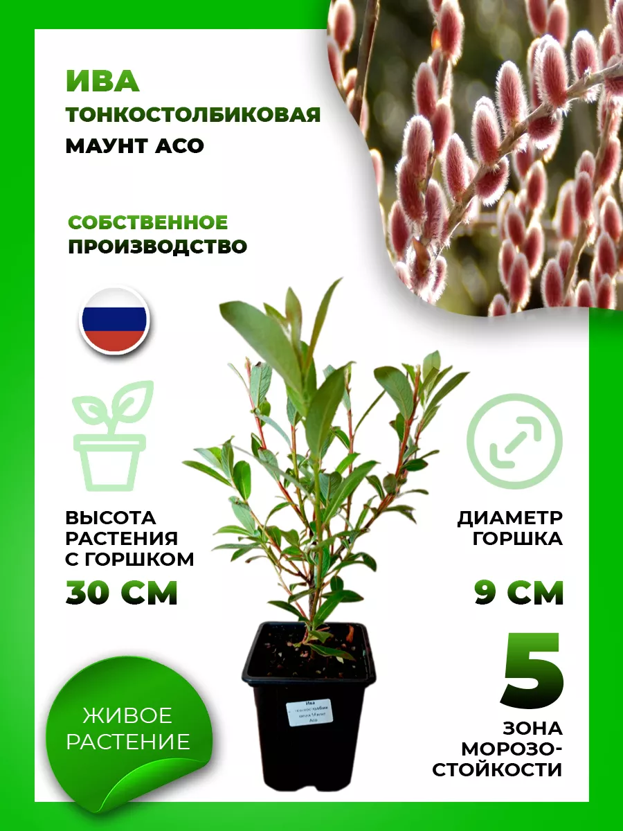 Ива тонкостолбиковая Маунт Асо
