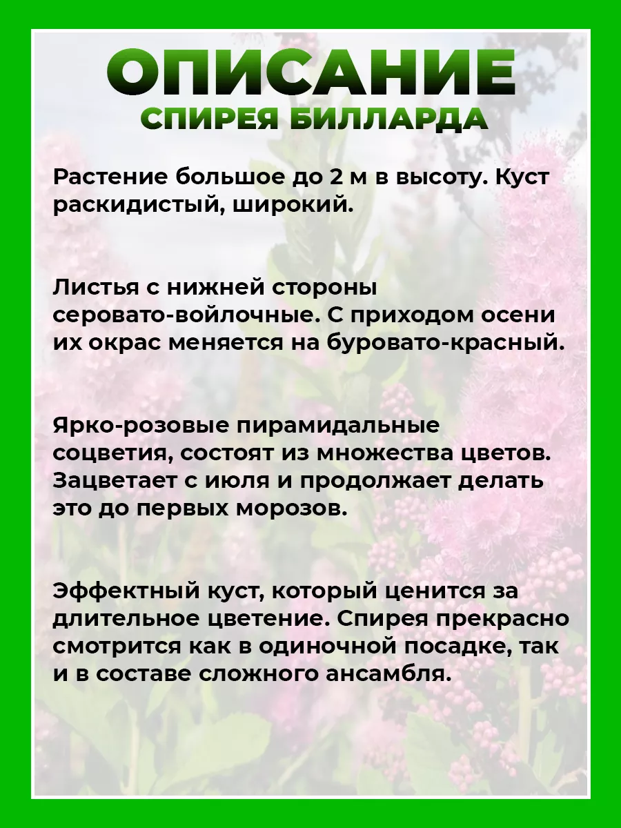 Спирея Билларда