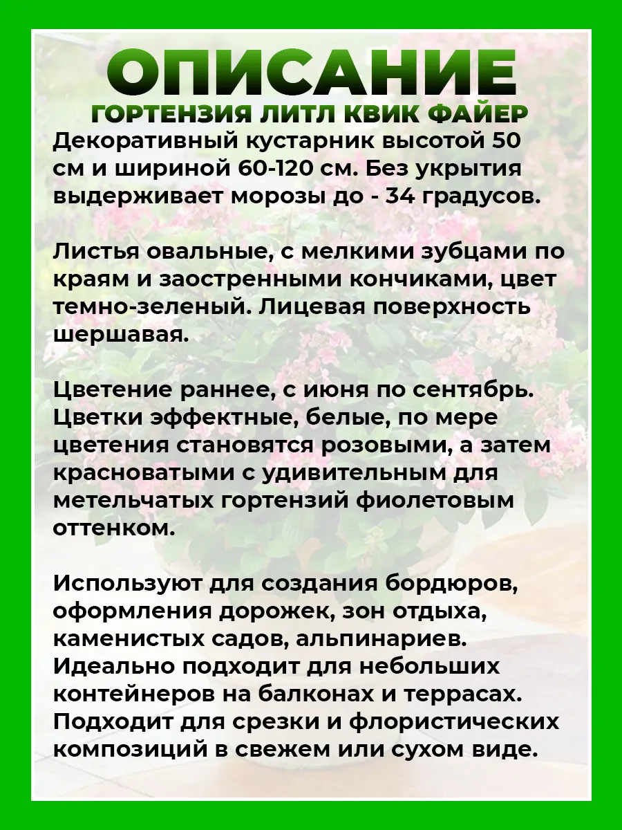 Гортензия метельчатая Литтл Квик Файер