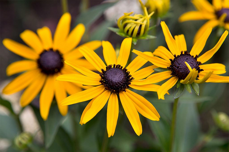 Rudbeckia fulgida Little Goldstar 1 5