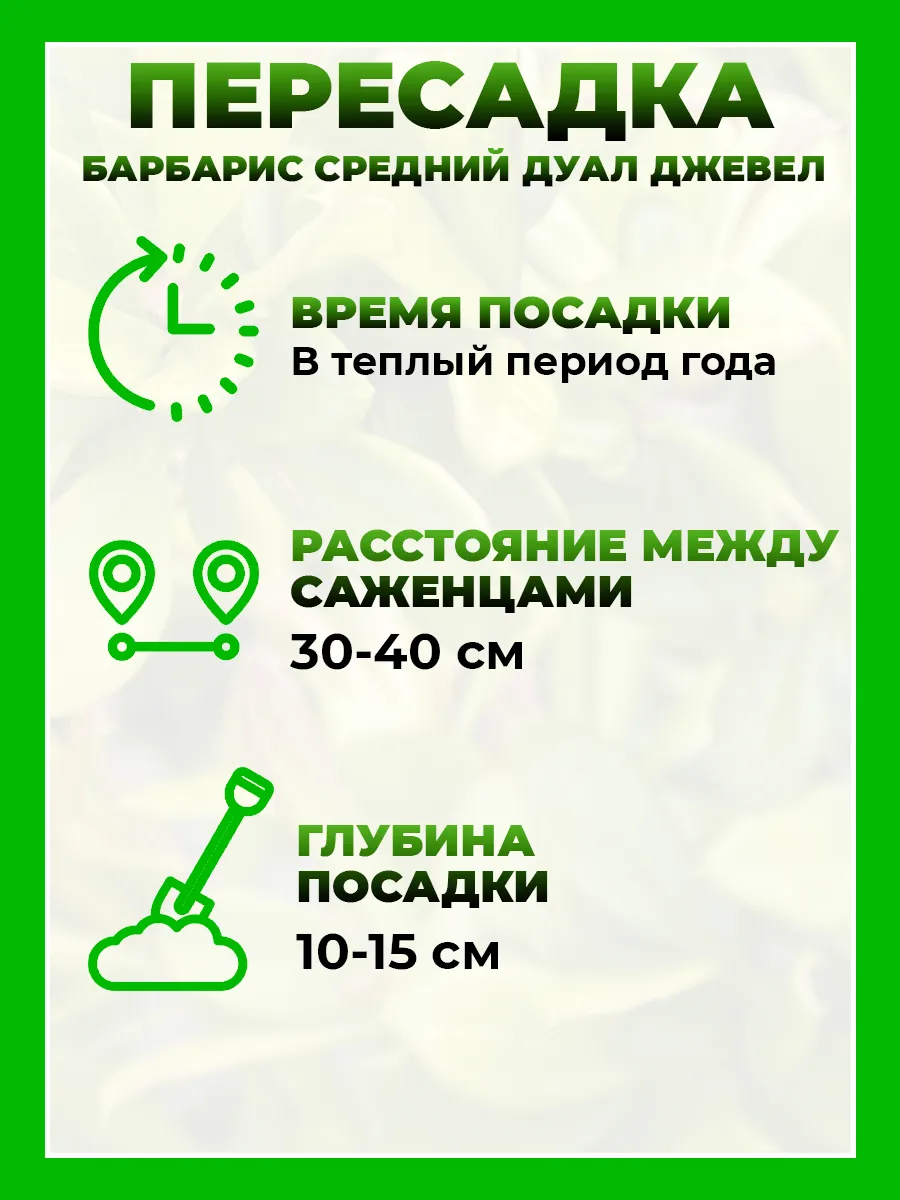 Барбарис средний Дуал Джевел