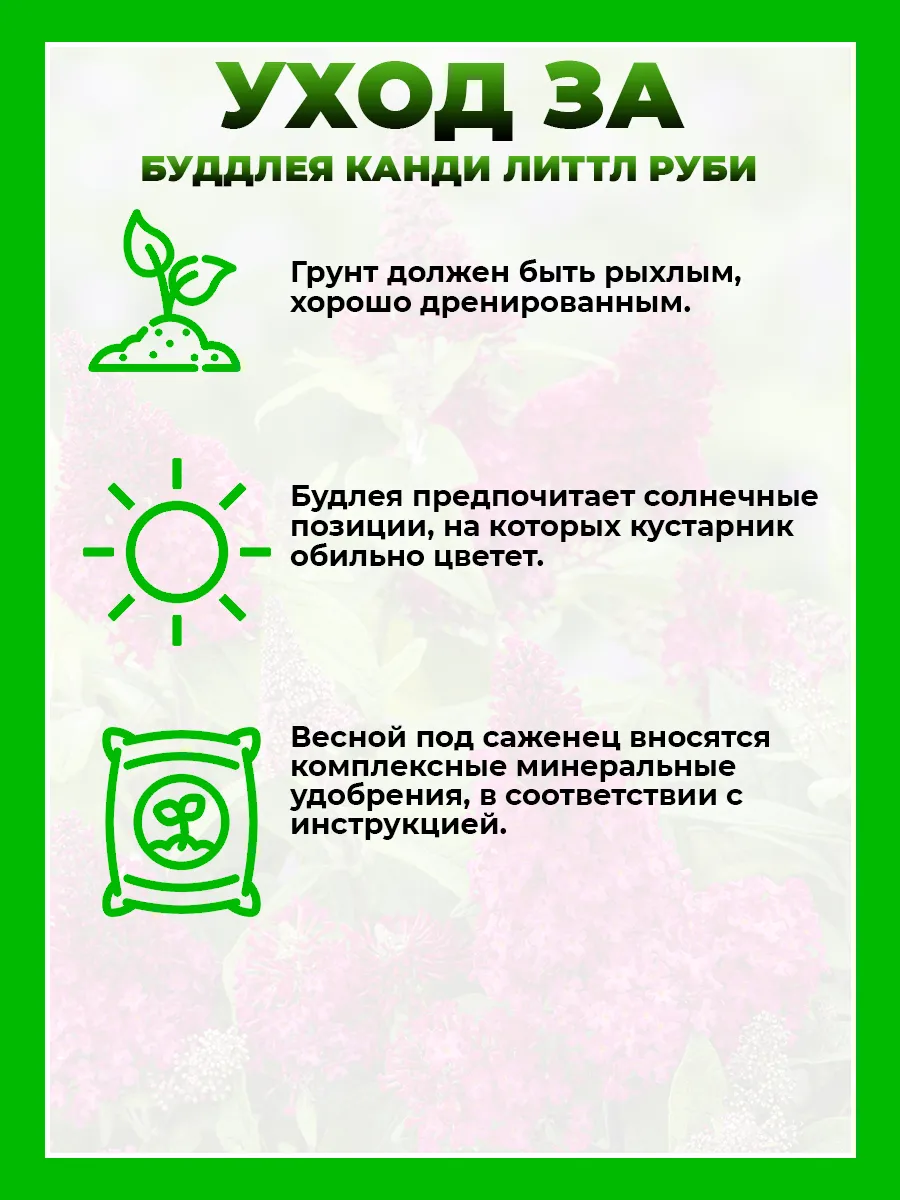 Буддлея Давида Баттерфляй Канди Литтл Руби