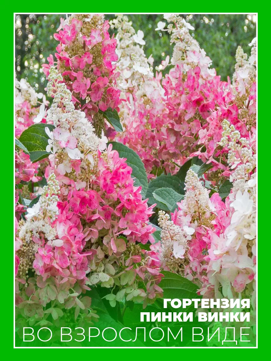 Гортензия метельчатая Пинки Винки