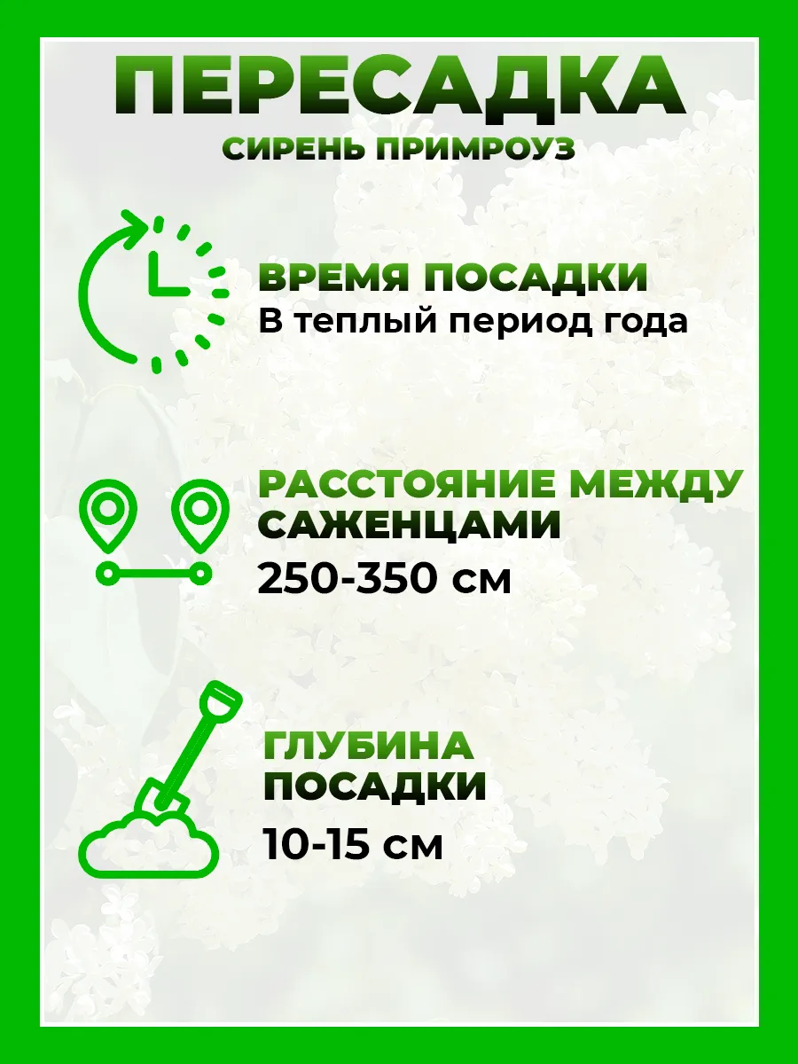 Сирень обыкновенная Примроуз
