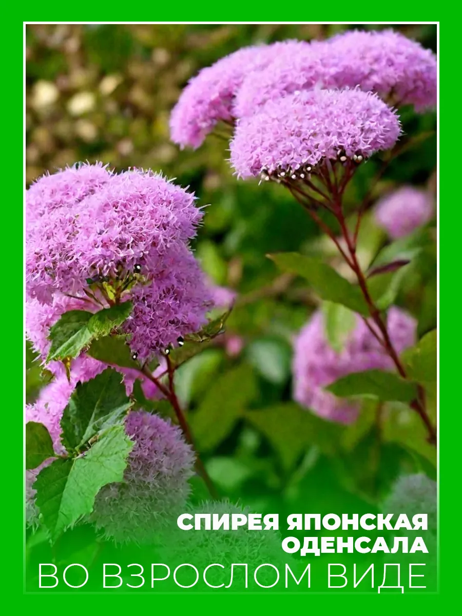 Спирея японская Оденсала