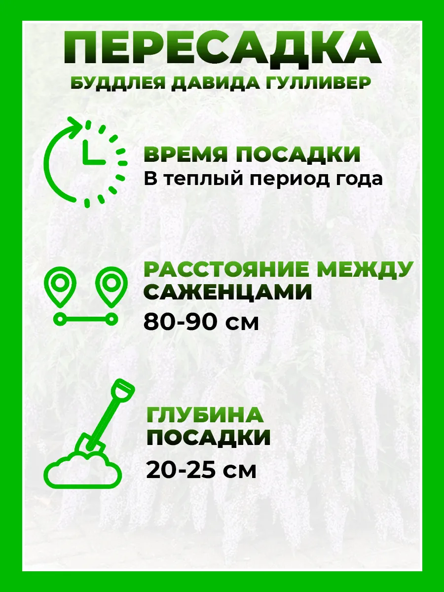Буддлея Давида Гулливер
