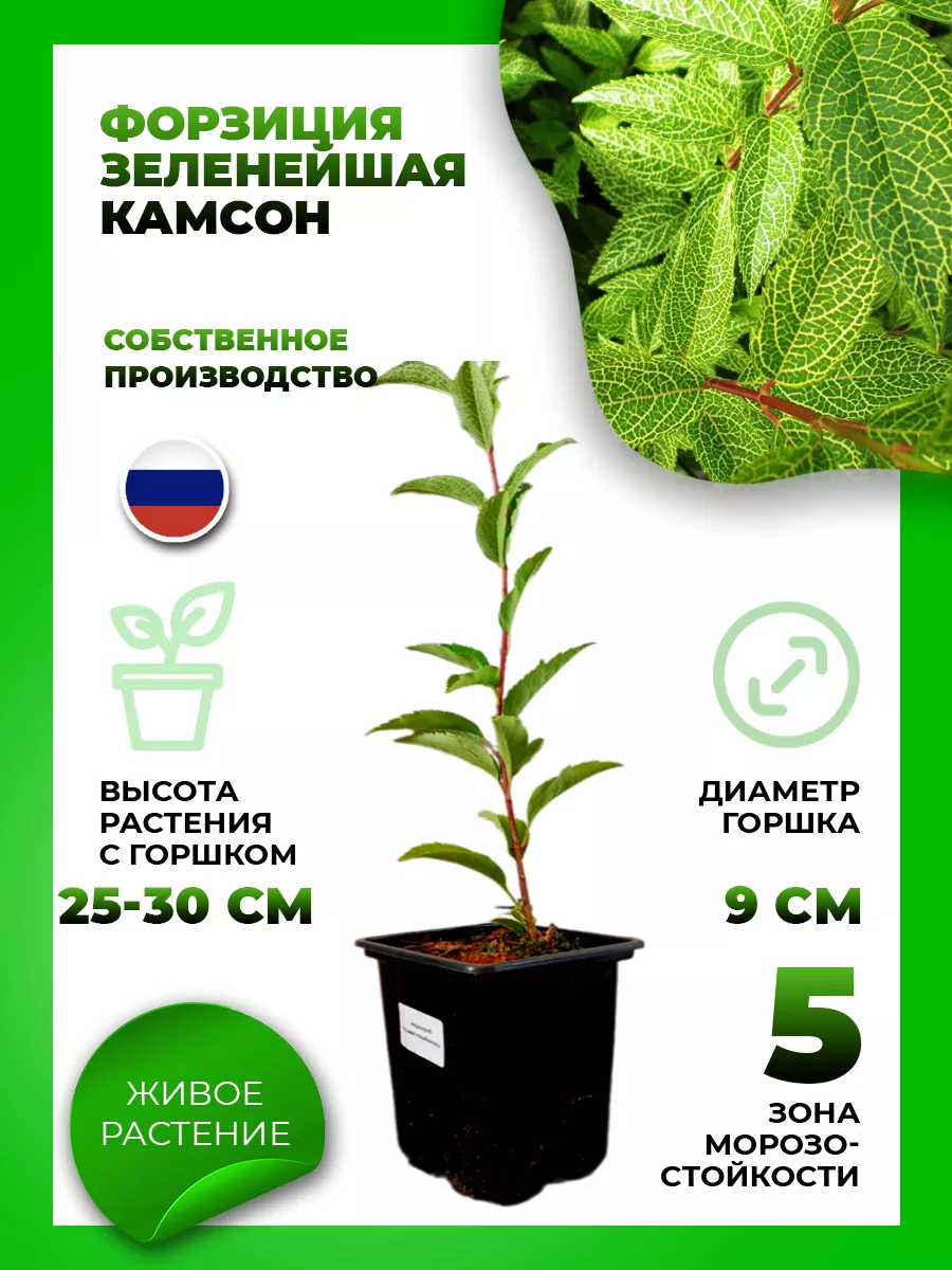 Форзиция зеленейшая Камсон