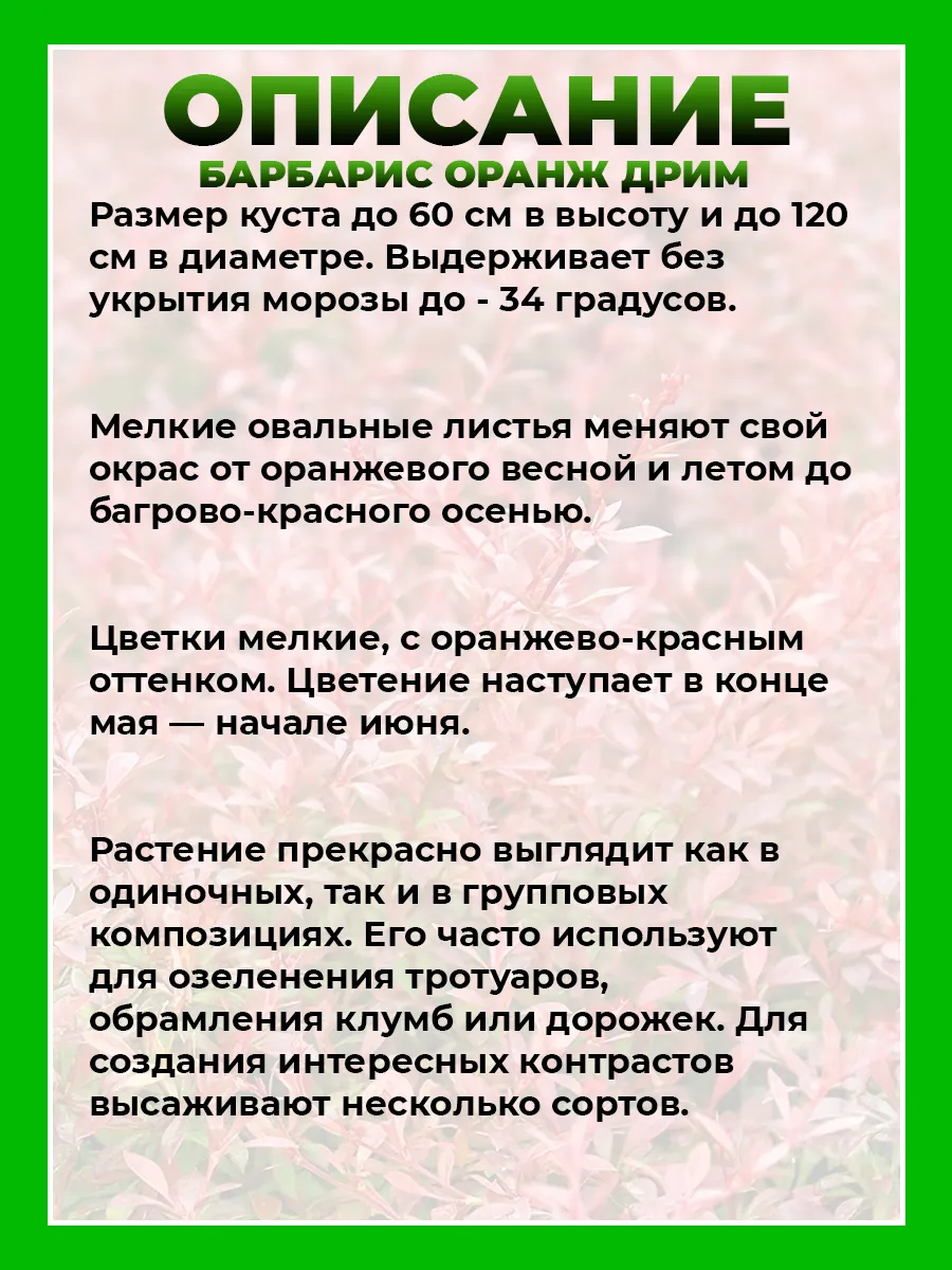 Барбарис Тунберга Оранж Дрим