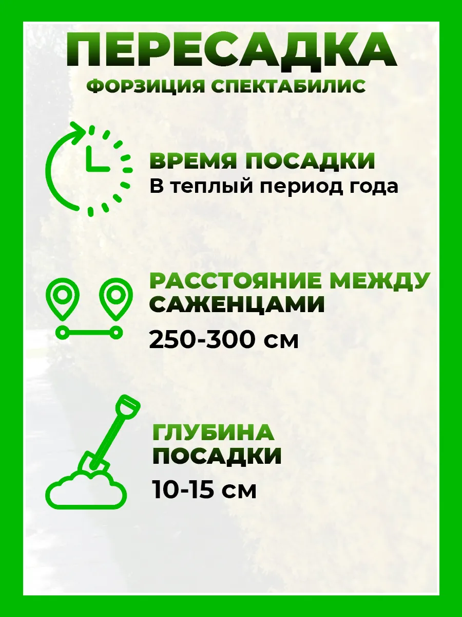 Форзиция промежуточная Спектабилис