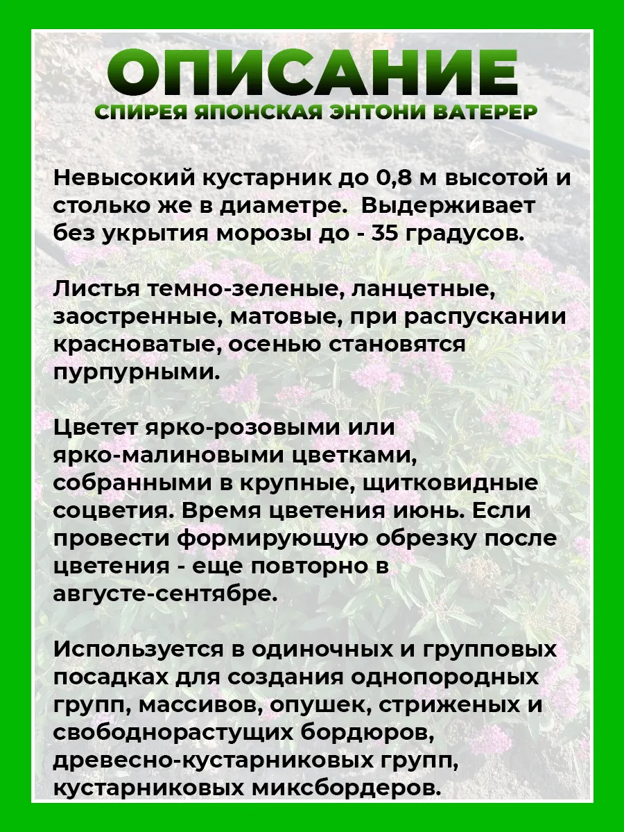 Спирея японская Энтони Ватерер
