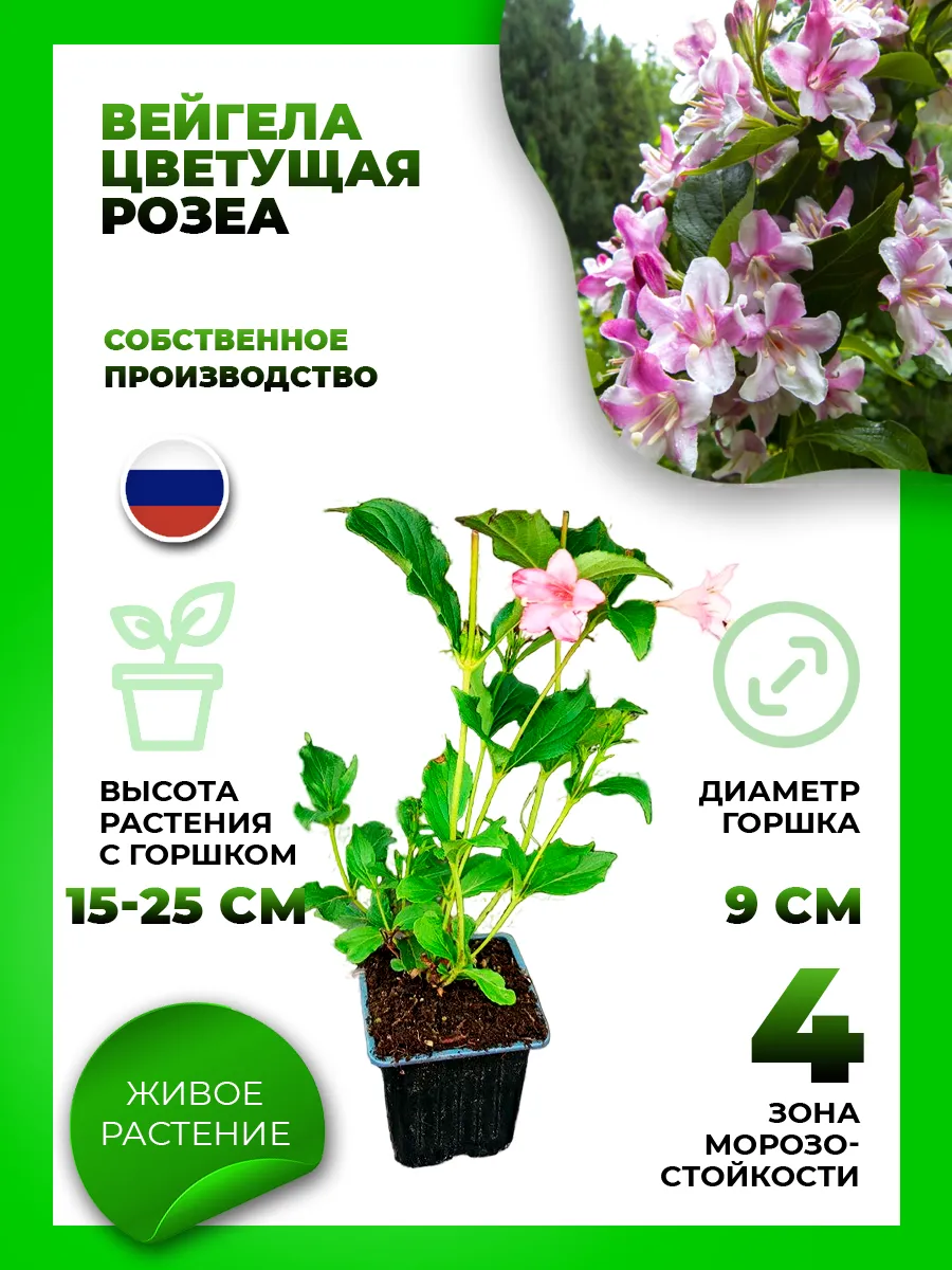 Вейгела цветущая Розеа