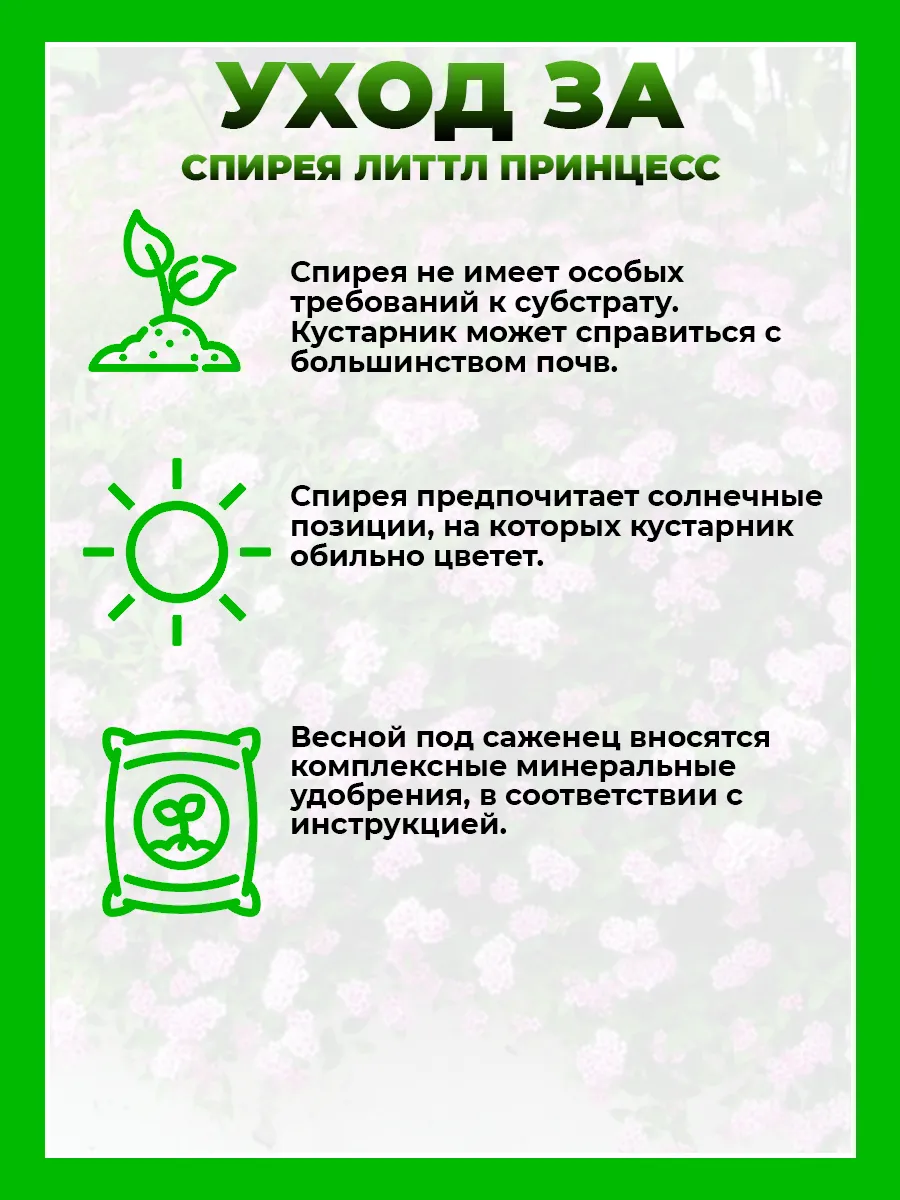 Спирея японская Литтл Принцесс