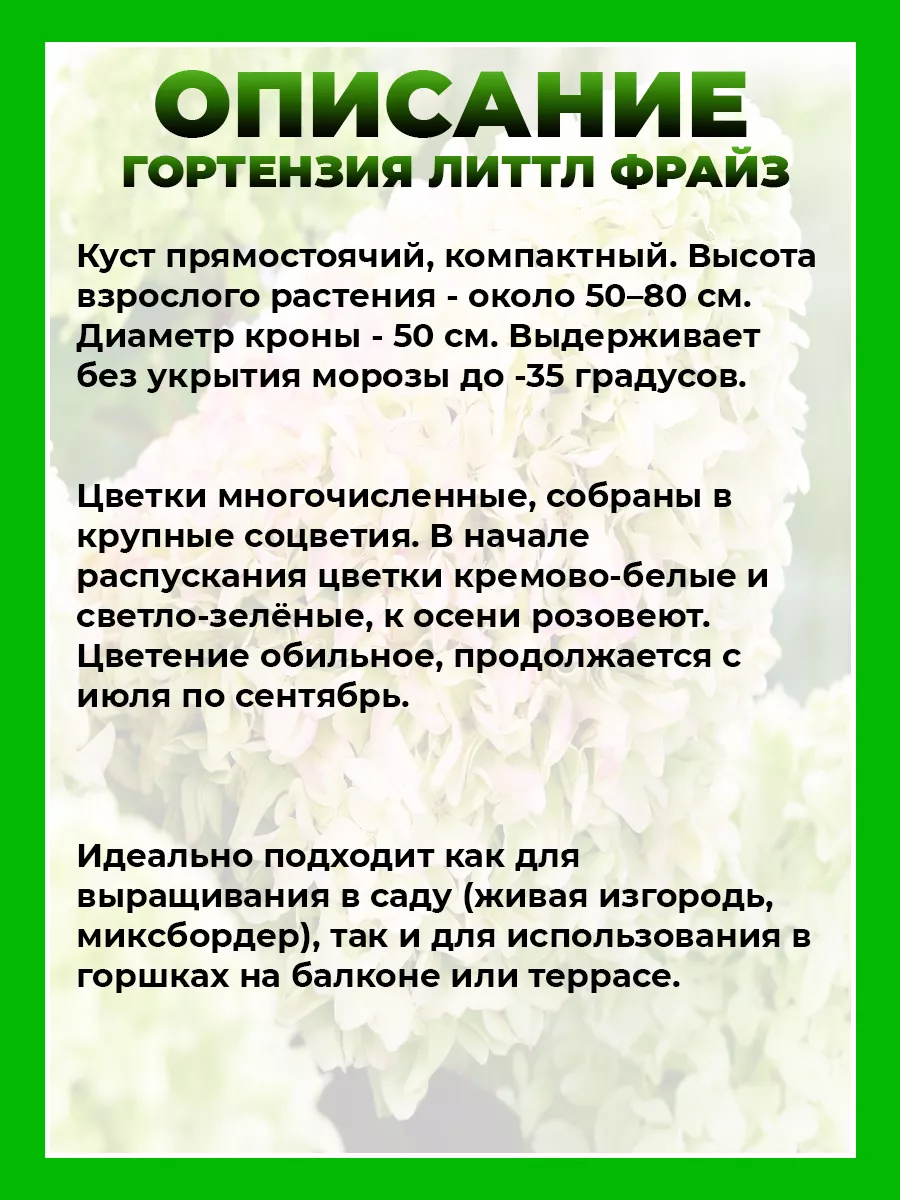 Гортензия метельчатая Литтл Фрайз