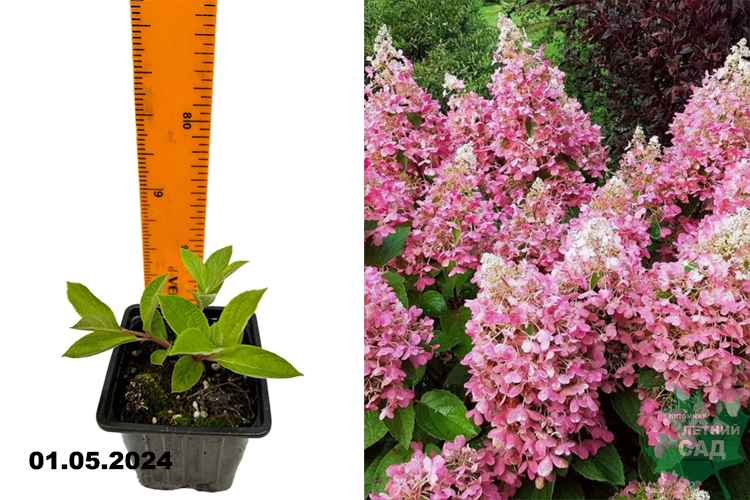 Гортензия метельчатая Пинк Леди (Hydrangea paniculata Pink Lady) Р9