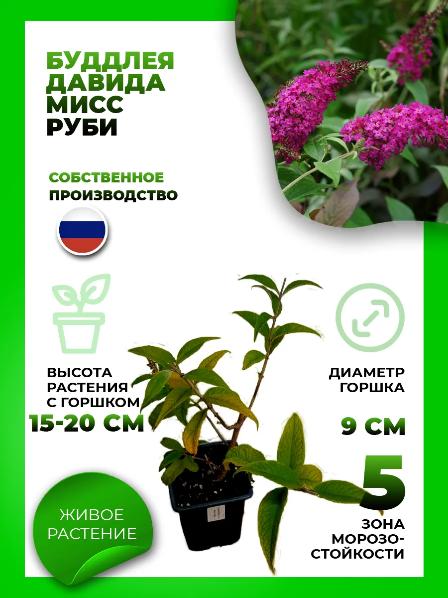 Буддлея Давида Мисс Руби
