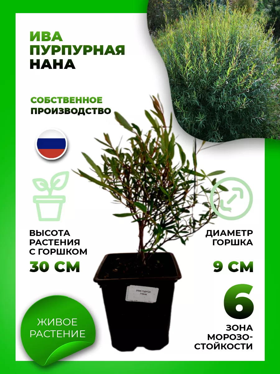 Ива пурпурная Нана